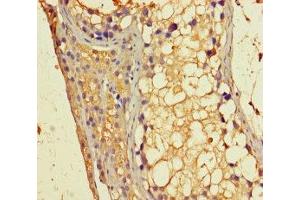 Immunohistochemistry of paraffin-embedded human testis tissue using ABIN7154785 at dilution of 1:100 (GBP6 anticorps  (AA 401-600))