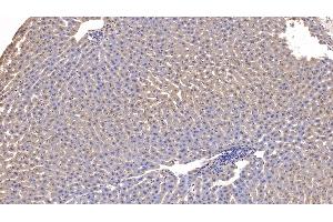 Detection of APOA1 in Rabbit Liver Tissue using Monoclonal Antibody to Apolipoprotein A1 (APOA1)