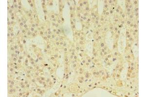 Immunohistochemistry of paraffin-embedded human adrenal gland tissue using ABIN7143044 at dilution of 1:100 (ABLIM3 anticorps  (AA 266-544))