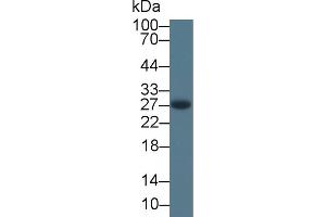 Detection of APOA1 in Rabbit Liver lysate using Monoclonal Antibody to Apolipoprotein A1 (APOA1) (APOA1 anticorps  (AA 25-265))