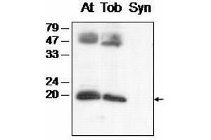 anti-PsaF antibody