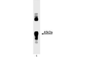 Western Blotting (WB) image for anti-Myogenic Differentiation 1 (MYOD1) antibody (ABIN967403) (MYOD1 anticorps)