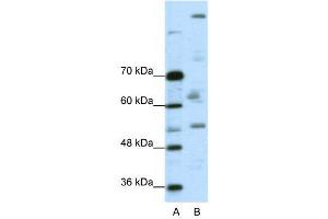 WB Suggested Anti-PEG3  Antibody Titration: 0. (PEG3 anticorps  (C-Term))