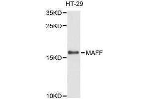 Western blot analysis of extracts of HT-29 cells, using MAFF antibody (ABIN6293093) at 1:3000 dilution. (MafF anticorps)
