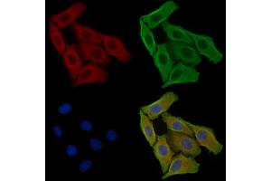 ABIN6256932 and ABIN6275042 staining Hela cells by IF/ICC.