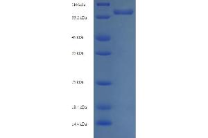 SDS-PAGE (SDS) image for UDP-Glucose 6-Dehydrogenase (UGDH) (AA 1-494), (full length) protein (His-SUMO Tag) (ABIN5710598)