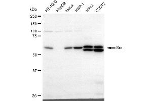 Western blotting analysis using Src antibody (ABIN7800053). (Recombinant Src anticorps)