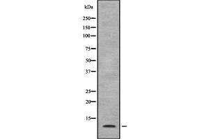 Western blot analysis SPT4H using 293 whole cell lysates (SUPT4H anticorps  (C-Term))