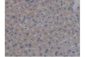 IHC-P analysis of Mouse Liver Tissue, with DAB staining. (REG3B anticorps  (AA 27-175))