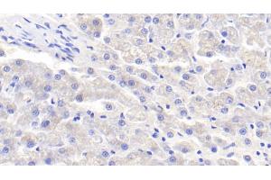 Detection of APOE in Canine Liver Tissue using Polyclonal Antibody to Apolipoprotein E (APOE)