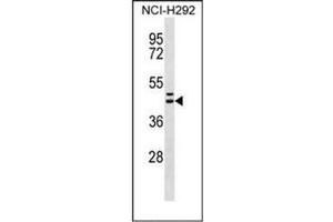 Western blot analysis of Motilin receptor Antibody (C-term) in NCI-H292 cell line lysates (35ug/lane).