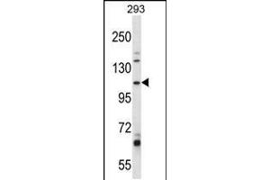 Western blot analysis in 293 cell line lysates (35ug/lane). (B4GALNT3 anticorps  (AA 555-584))