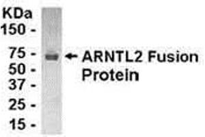 Western Blotting (WB) image for anti-Aryl Hydrocarbon Receptor Nuclear Translocator-Like 2 (ARNTL2) (AA 8-100) antibody (ABIN2468187)