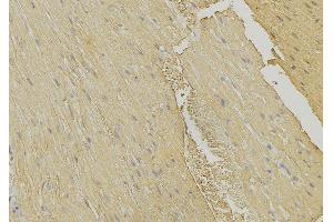 ABIN6274315 at 1/100 staining Mouse muscle tissue by IHC-P.