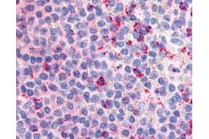 Anti-GPR132 / G2A antibody IHC of human spleen.