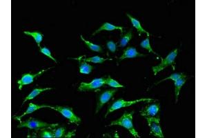 Immunofluorescent analysis of Hela cells using ABIN7156561 at dilution of 1:100 (IFNA2 anticorps  (AA 24-188))