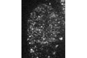 Immunofluorescence (IF) image for anti-Chromobox Homolog 1 (CBX1) (AA 176-185) antibody (ABIN2452034)