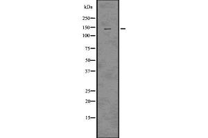 Western blot analysis of Raptor using HT-29 whole cell lysates