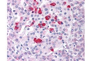 Anti-BACE1 antibody IHC of human pancreas. (BACE1 anticorps  (Internal Region))