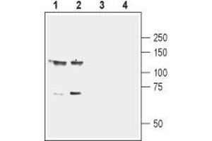 Western blot analysis of mouse (lanes 1 and 3) and rat (lanes 2 and 4) brain membranes: - 1,2. (EPH Receptor B1 anticorps  (Extracellular, N-Term))