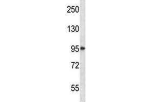 HDAC4 antibody western blot analysis in NCI-H292 lysate