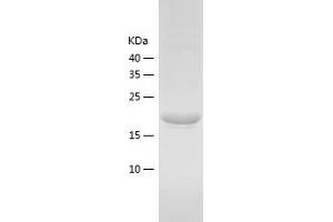 Western Blotting (WB) image for RAP2B, Member of RAS Oncogene Family (RAP2B) (AA 1-183) protein (His-IF2DI Tag) (ABIN7124779)