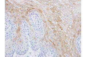 IHC-P Image Immunohistochemical analysis of paraffin-embedded Tw2. (MRGPRX4 anticorps  (C-Term))