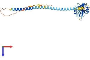 AlphaFold protein structure predicition of Mouse Recombinant Klra1 Protein, UniprotID P20937