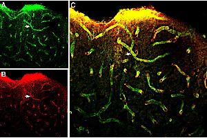 Multiplex staining of MERTK and Aquaporin 4 in rat parietal cortex. (MERTK anticorps  (Extracellular))