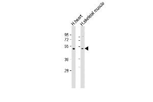 All lanes : Anti-TRIM55 Antibody (Center) at 1:2000 dilution Lane 1: human heart lysate Lane 2: human skeletal muscle lysate Lysates/proteins at 20 μg per lane. (TRIM55 anticorps  (AA 216-250))