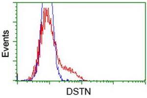 Image no. 8 for anti-Destrin (Actin Depolymerizing Factor) (DSTN) antibody (ABIN1497908)