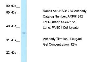 Western Blotting (WB) image for anti-Hydroxysteroid (17-Beta) Dehydrogenase 7 (HSD17B7) (Middle Region) antibody (ABIN970908) (HSD17B7 anticorps  (Middle Region))