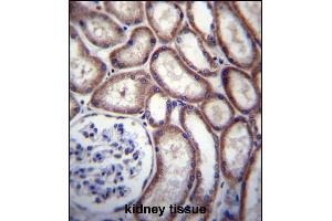 DNAJC27 Antibody (N-term) (ABIN656683 and ABIN2845921) immunohistochemistry analysis in formalin fixed and paraffin embedded human kidney tissue followed by peroxidase conjugation of the secondary antibody and DAB staining.