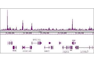 KLF5 antibody (pAb) tested by ChIP-Seq.