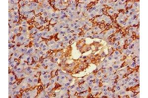 Immunohistochemistry of paraffin-embedded human pancreatic tissue using ABIN7144495 at dilution of 1:100 (Aquaporin 1 anticorps  (AA 2-269))
