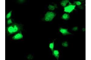 Anti-NDEL1 mouse monoclonal antibody (ABIN2454872) immunofluorescent staining of COS7 cells transiently transfected by pCMV6-ENTRY NDEL1 (RC212323). (NDEL1 anticorps)