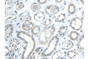 Detection of GAL2 in Human Kidney Tissue using Monoclonal Antibody to Galectin 2 (GAL2) (Gallinacin-2 (GAL2) (AA 1-132) anticorps)