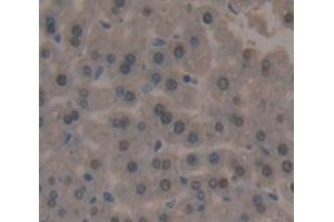 Used in DAB staining on fromalin fixed paraffin- embedded Kidney tissue (POLA1 anticorps  (AA 1209-1465))