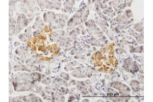 Immunoperoxidase of purified MaxPab antibody to PTPRN2 on formalin-fixed paraffin-embedded human pancreas. (PTPRN2 anticorps  (AA 1-986))
