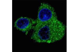 Fluorescent confocal image of HepG2 cells stained with Fatty Acid Synthase antibody. (Fatty Acid Synthase anticorps  (AA 942-973))