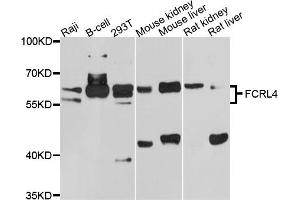 Western blot analysis of extracts of various cell lines, using FCRL4 antibody (ABIN5997732) at 1/1000 dilution. (FCRL4 anticorps)