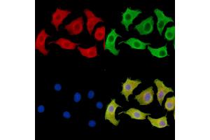 ABIN7095570 and ABIN7099628 staining Hela cells by IF/ICC.