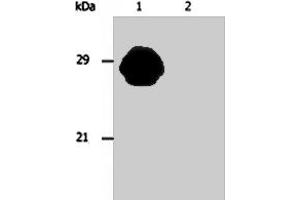 Western blotting analysis of MHC Class II in whole cell lysate of Raji human Burkitt lymphoma cell line using HLA - DR/HLA - DP monoclonal antibody, clone MEM - 136  . (HLA-DPB1 anticorps)