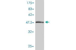Western Blot detection against Immunogen (52.