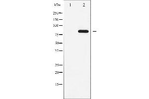 Western blot analysis of STAT5A phosphorylation expression in EGF treated HeLa whole cell lysates,The lane on the left is treated with the antigen-specific peptide.