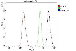 Flow Cytometry analysis of PC-3 cells using anti-NRF1 antibody (ABIN7600874).