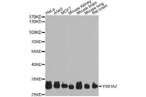 Western blot analysis of extracts of various cell lines, using YWHAZ Antibody. (14-3-3 zeta anticorps  (AA 1-100))