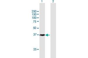 Western Blot analysis of CDK7 expression in transfected 293T cell line by CDK7 MaxPab polyclonal antibody. (CDK7 anticorps  (AA 1-346))