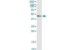 SIRT7 MaxPab rabbit polyclonal antibody. (SIRT7 anticorps  (AA 1-400))