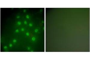 Immunofluorescence (IF) image for anti-Histone Deacetylase 9 (HDAC9) (AA 1017-1066) antibody (ABIN2889212) (HDAC9 anticorps  (AA 1017-1066))